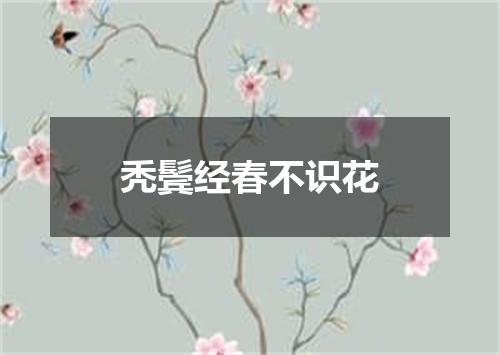 秃鬓经春不识花