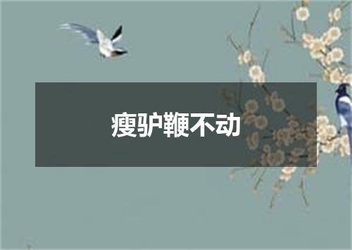 瘦驴鞭不动