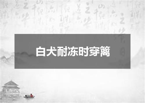 白犬耐冻时穿篱