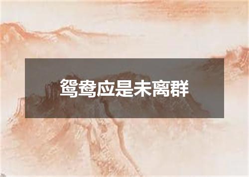 鸳鸯应是未离群