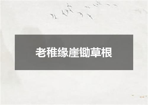 老稚缘崖锄草根