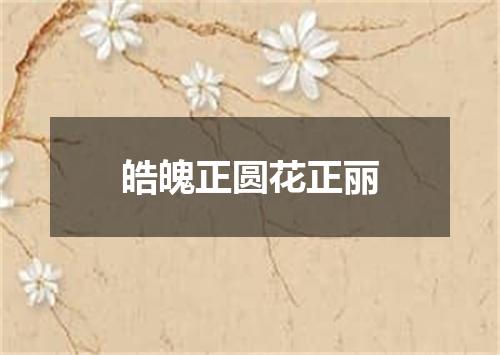 皓魄正圆花正丽