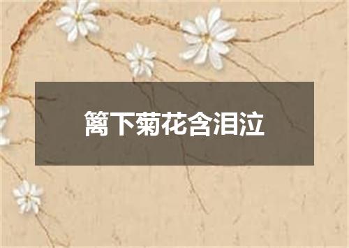 篱下菊花含泪泣