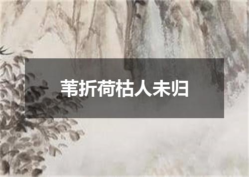 苇折荷枯人未归