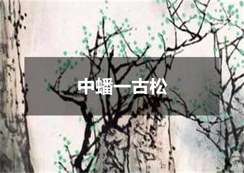 中蟠一古松