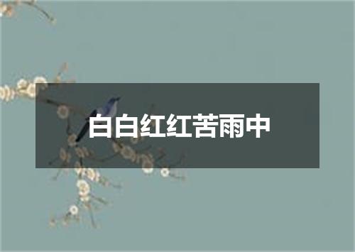 白白红红苦雨中