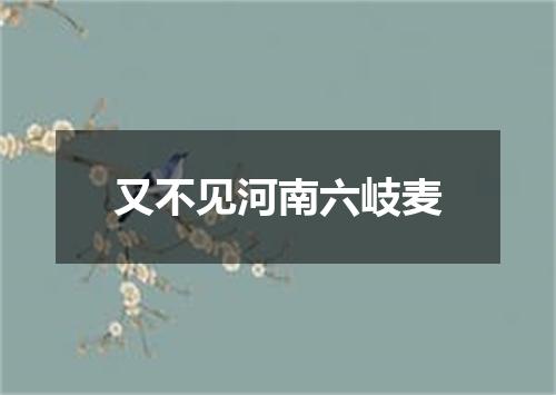 又不见河南六岐麦