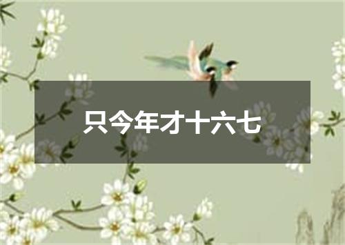 只今年才十六七