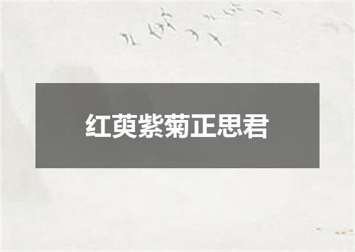 红萸紫菊正思君