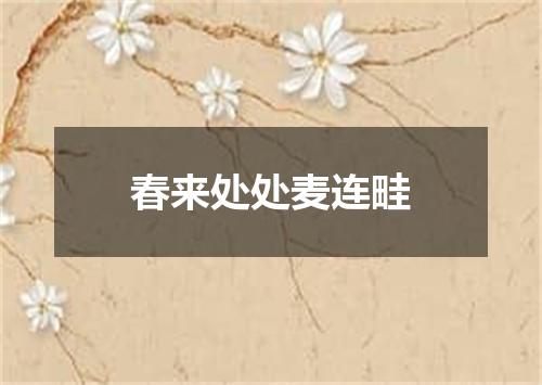 春来处处麦连畦