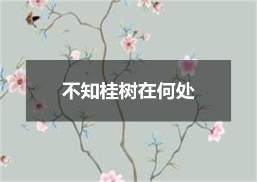不知桂树在何处