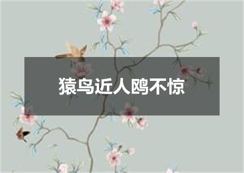 猿鸟近人鸥不惊