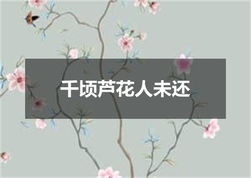 千顷芦花人未还