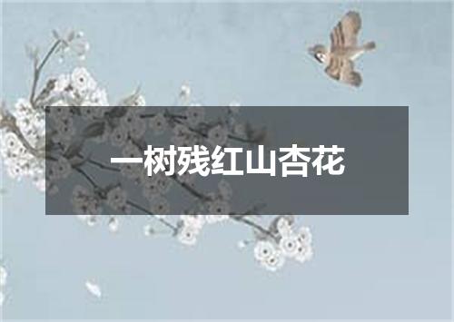 一树残红山杏花
