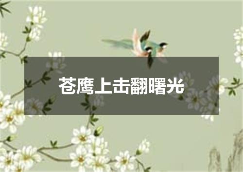 苍鹰上击翻曙光