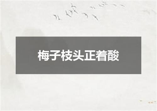 梅子枝头正着酸