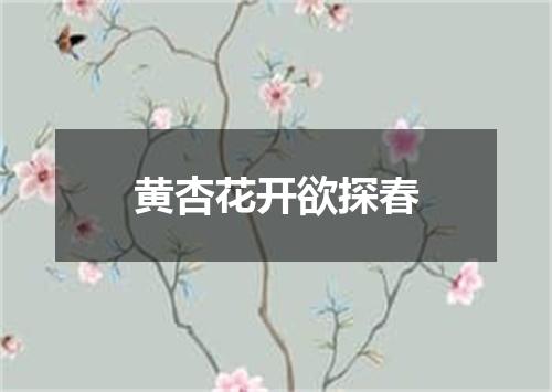 黄杏花开欲探春