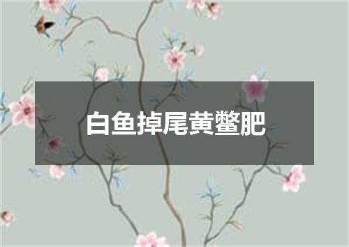 白鱼掉尾黄鳖肥