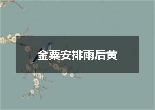 金粟安排雨后黄