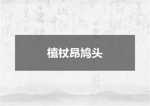 植杖昂鸠头