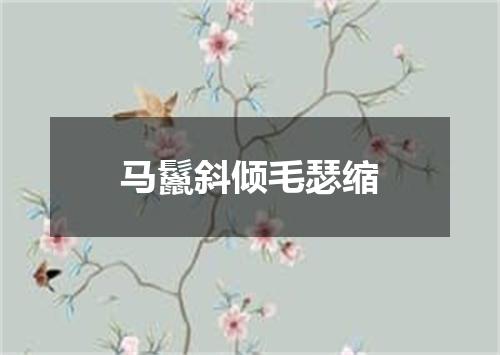 马鬣斜倾毛瑟缩