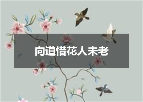 向道惜花人未老