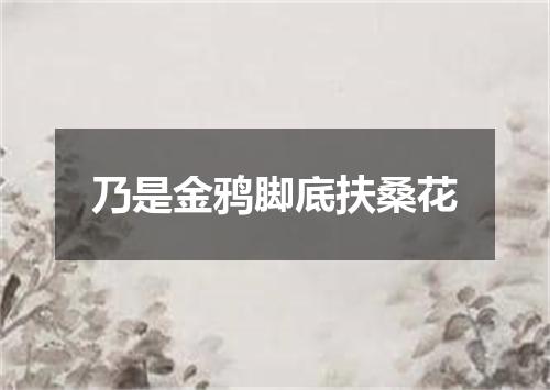乃是金鸦脚底扶桑花