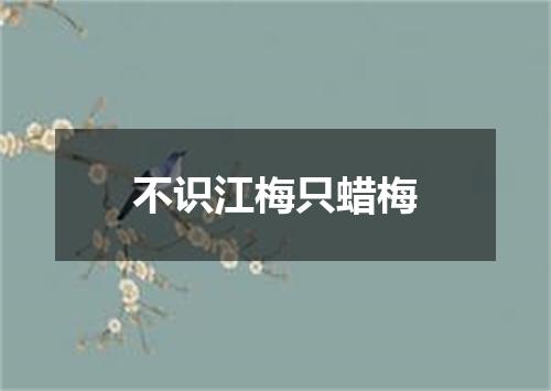 不识江梅只蜡梅