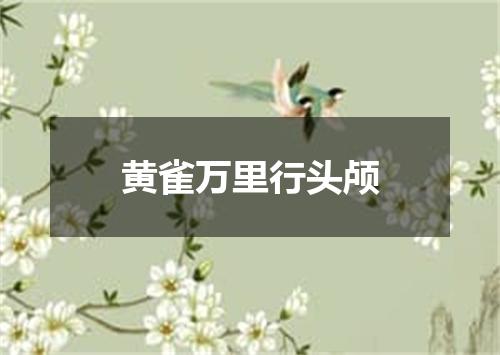 黄雀万里行头颅