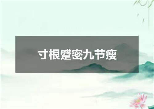 寸根蹙密九节瘦