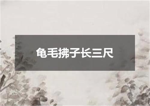 龟毛拂子长三尺