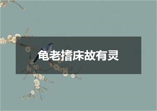 龟老搘床故有灵