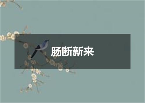 肠断新来