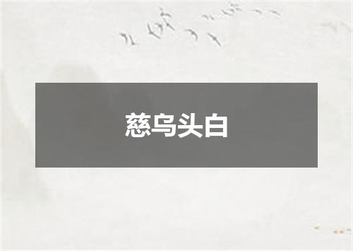 慈乌头白