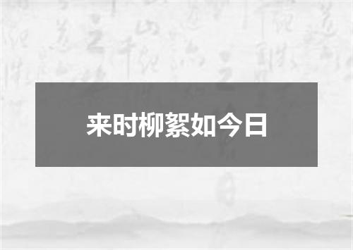 来时柳絮如今日