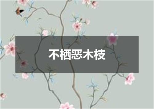 不栖恶木枝