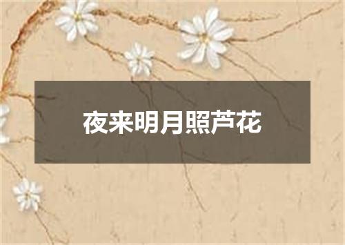 夜来明月照芦花