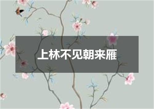 上林不见朝来雁