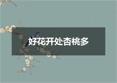 好花开处杏桃多