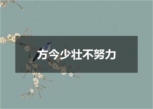 方今少壮不努力