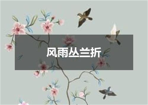 风雨丛兰折