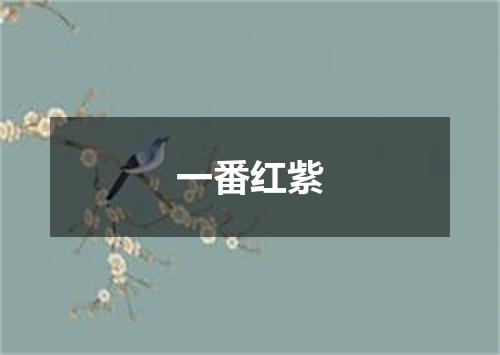 一番红紫
