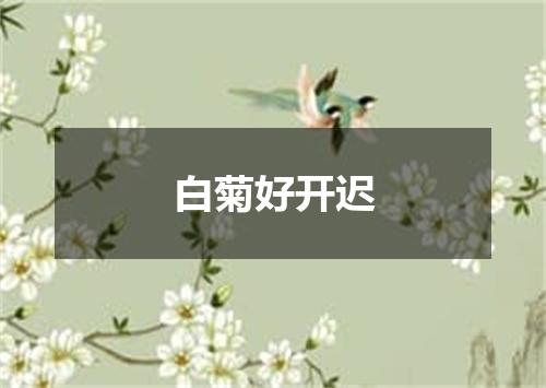 白菊好开迟