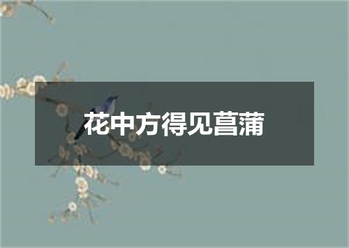 花中方得见菖蒲