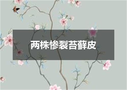 两株惨裂苔藓皮