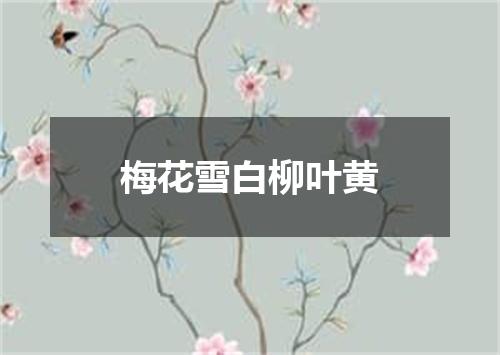 梅花雪白柳叶黄
