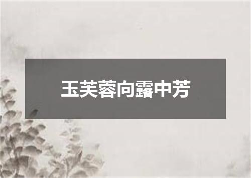 玉芙蓉向露中芳