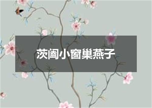 茨阖小窗巢燕子