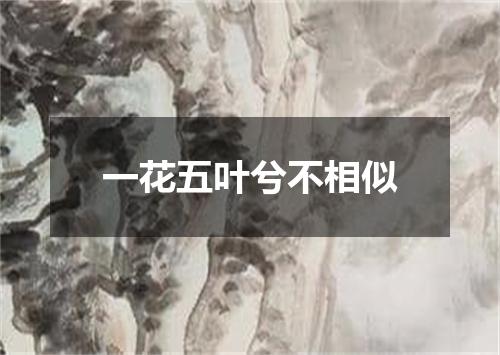 一花五叶兮不相似
