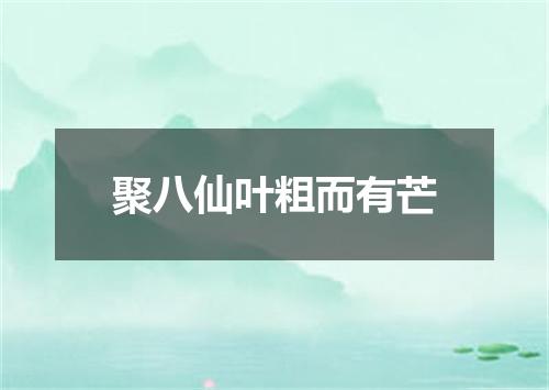 聚八仙叶粗而有芒